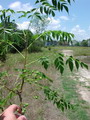Chinaberry